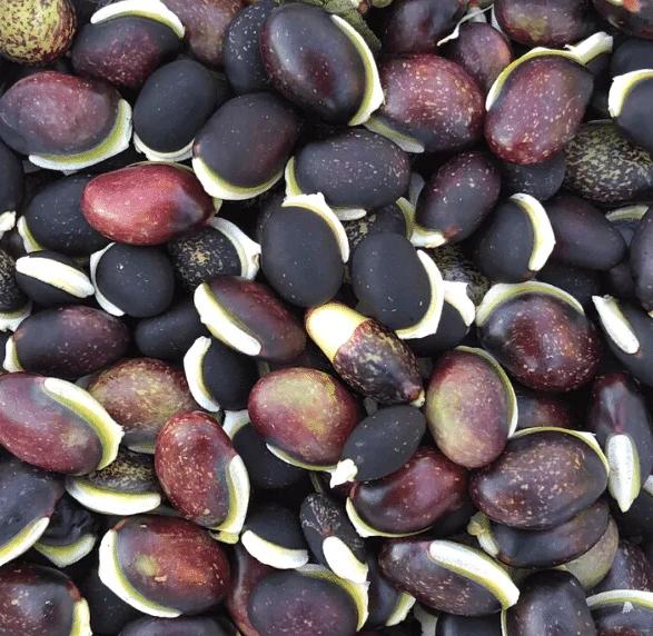 Hyacinth Purple Bataw Bitsuwelas Bean Vegetable Seeds (10 seeds) - Basic Farm House