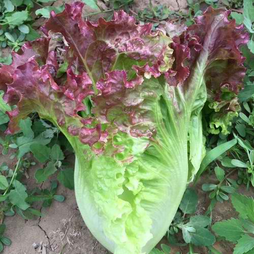 Purple Leaf Water Crystal Lettuce  Vegetable Seeds ( 2000 seeds ) - Basic Farm House