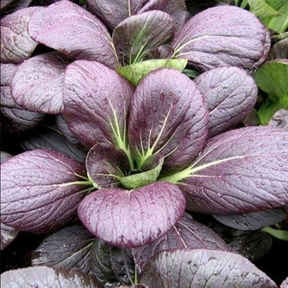 Promo Sale Purple Pechay Pak Choi Bok Choi Vegetable Seeds ( 800 seeds ) - Basic Farm House