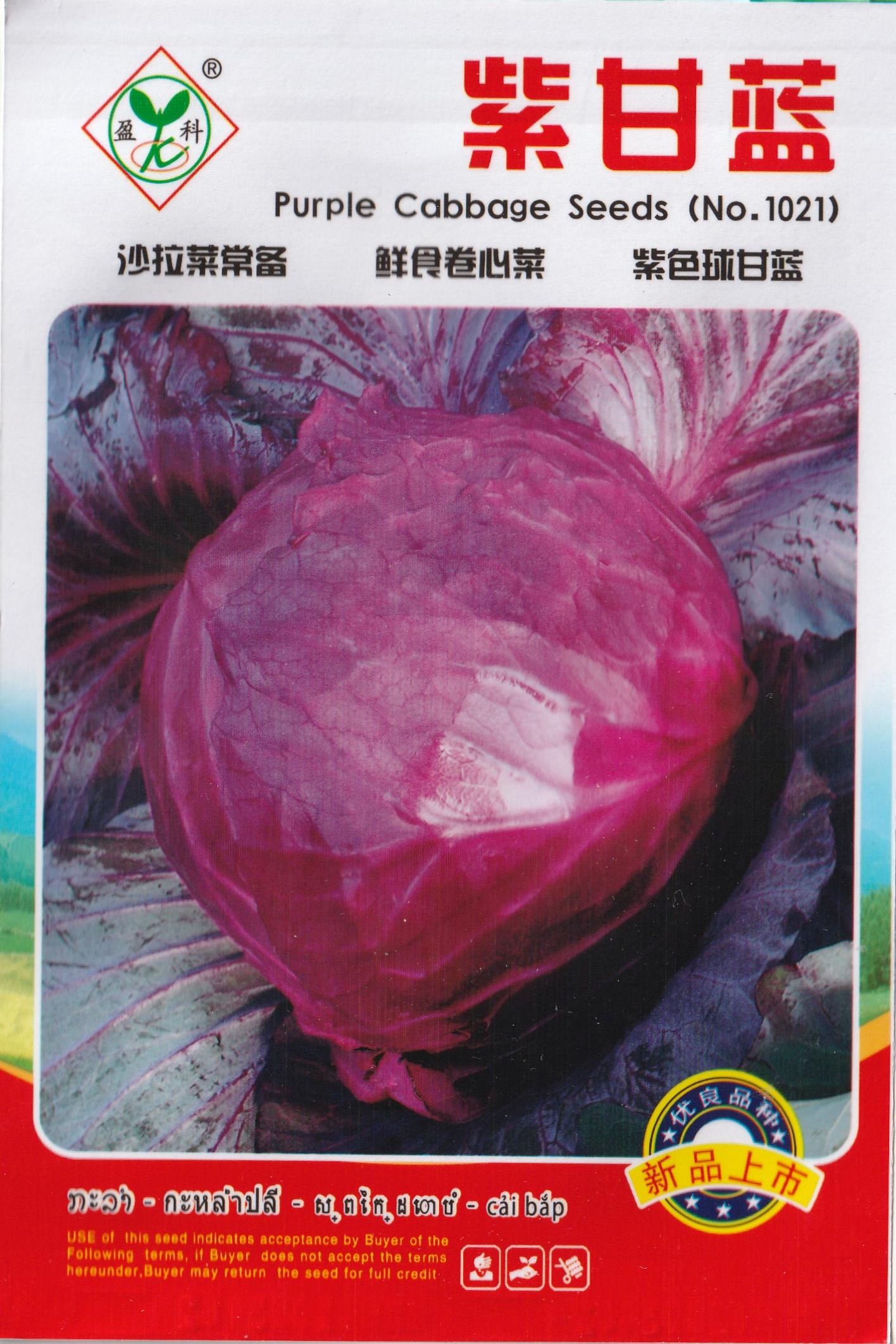 Purple Red Cabbage Repolyo Vegetable Seeds (100 seeds) - Basic Farm House