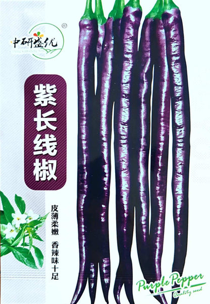 Purple Spicy Long Chili Pepper Vegetable Seeds ( 100 seeds ) - Basic Farm House