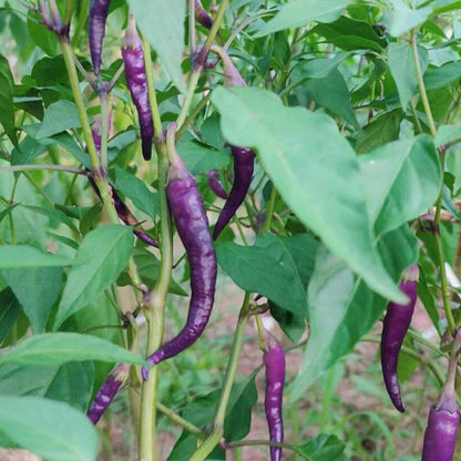 Purple Spicy Long Chili Pepper Vegetable Seeds ( 100 seeds ) - Basic Farm House