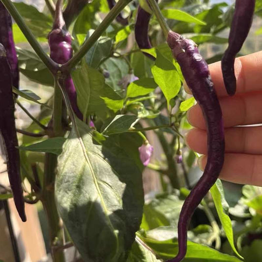 Purple Spicy Long Chili Pepper Vegetable Seeds ( 100 seeds ) - Basic Farm House