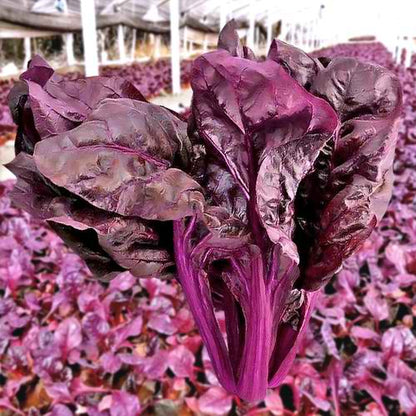 Purple Passion Mountain Spinach Vegetable Seeds ( 300 seeds ) - Basic Farm House