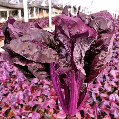 Purple Passion Mountain Spinach Vegetable Seeds ( 300 seeds ) - Basic Farm House