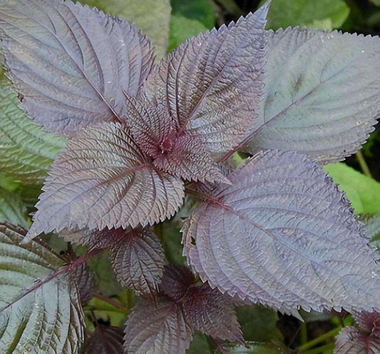 Rare Korean Perilla Shiso Purple Green Vegetable Seeds (200 seeds) - Basic Farm House