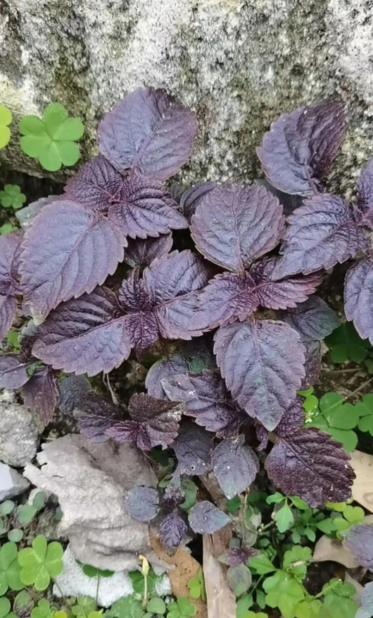 Rare Korean Perilla Shiso Purple Green Vegetable Seeds (200 seeds) - Basic Farm House