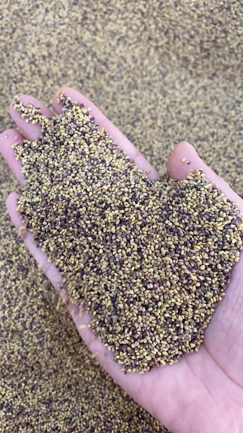 Rare Korean Perilla Shiso Purple Green Vegetable Seeds (200 seeds) - Basic Farm House