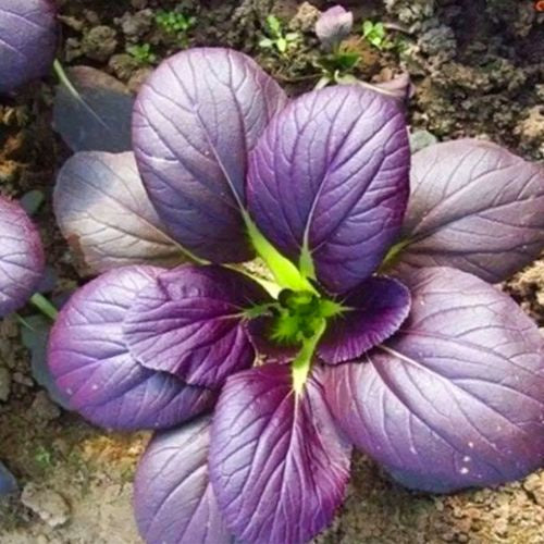 Promo Sale Purple Pechay Pak Choi Bok Choi Vegetable Seeds ( 800 seeds ) - Basic Farm House