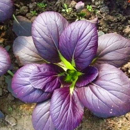 Promo Sale Purple Pechay Pak Choi Bok Choi Vegetable Seeds ( 800 seeds ) - Basic Farm House