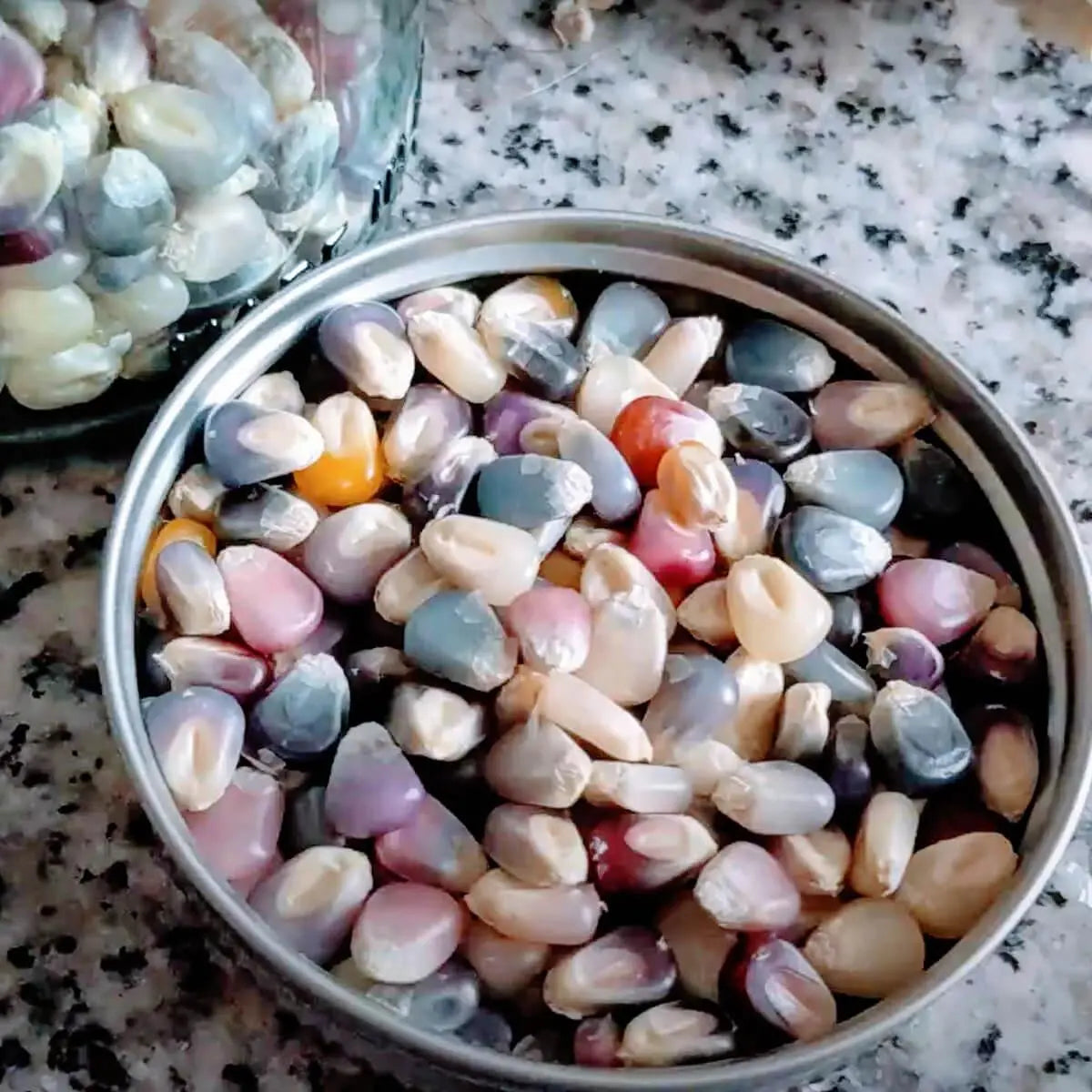 Sweet Rainbow Corn Mais Vegetable Seeds ( 30 seeds ) - Basic Farm House