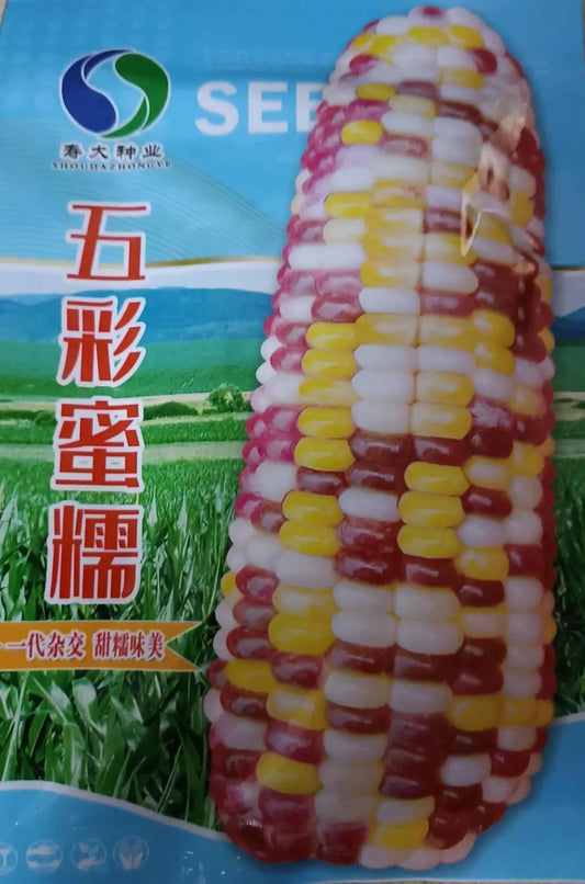 Sweet Rainbow Corn Mais Vegetable Seeds ( 30 seeds ) - Basic Farm House