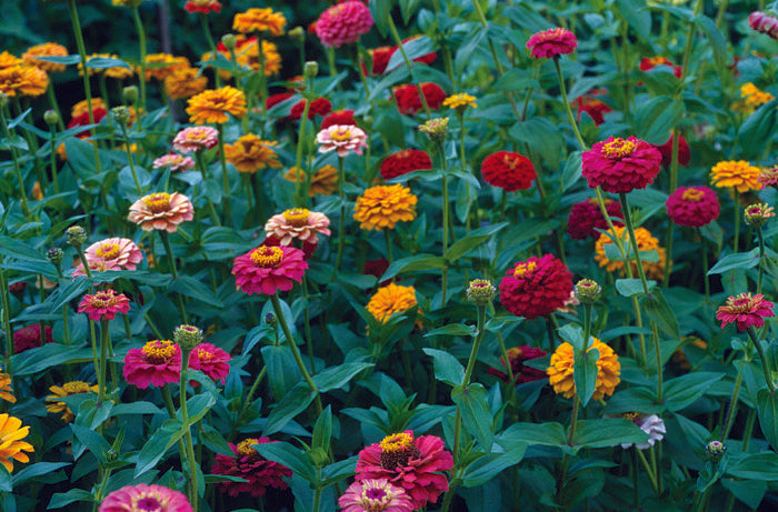 Assorted Colors Zinnia Flower Seeds  ( 200 seeds ) - Basic Farm House