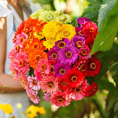 Assorted Colors Zinnia Flower Seeds  ( 200 seeds ) - Basic Farm House