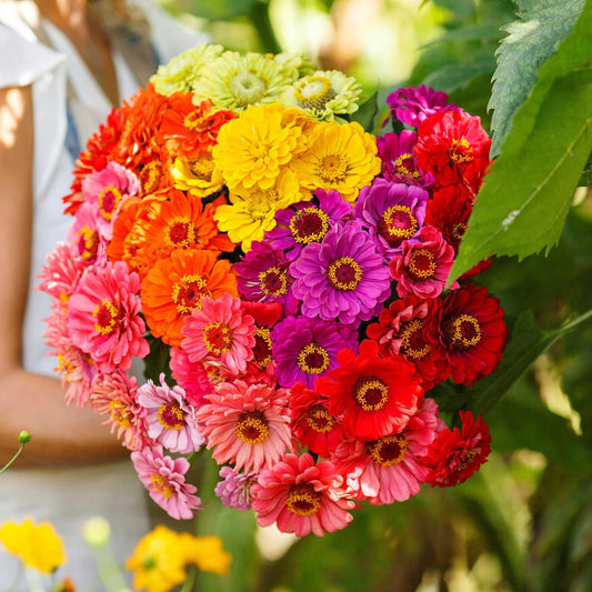 Assorted Colors Zinnia Flower Seeds  ( 200 seeds ) - Basic Farm House