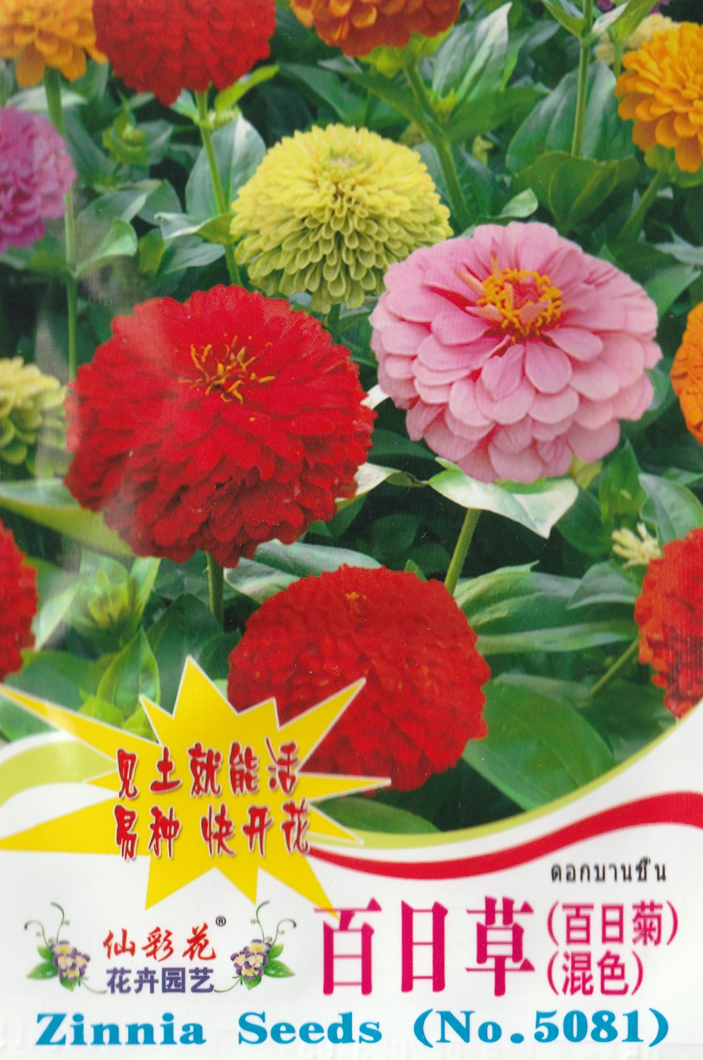 Assorted Colors Zinnia Flower Seeds  ( 200 seeds ) - Basic Farm House