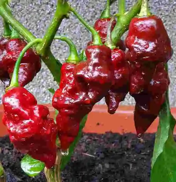 F1 HOT Spicy Red Indian Devil Pepper Seeds ( REPACKED 20 Seeds ) - Basic Farm House