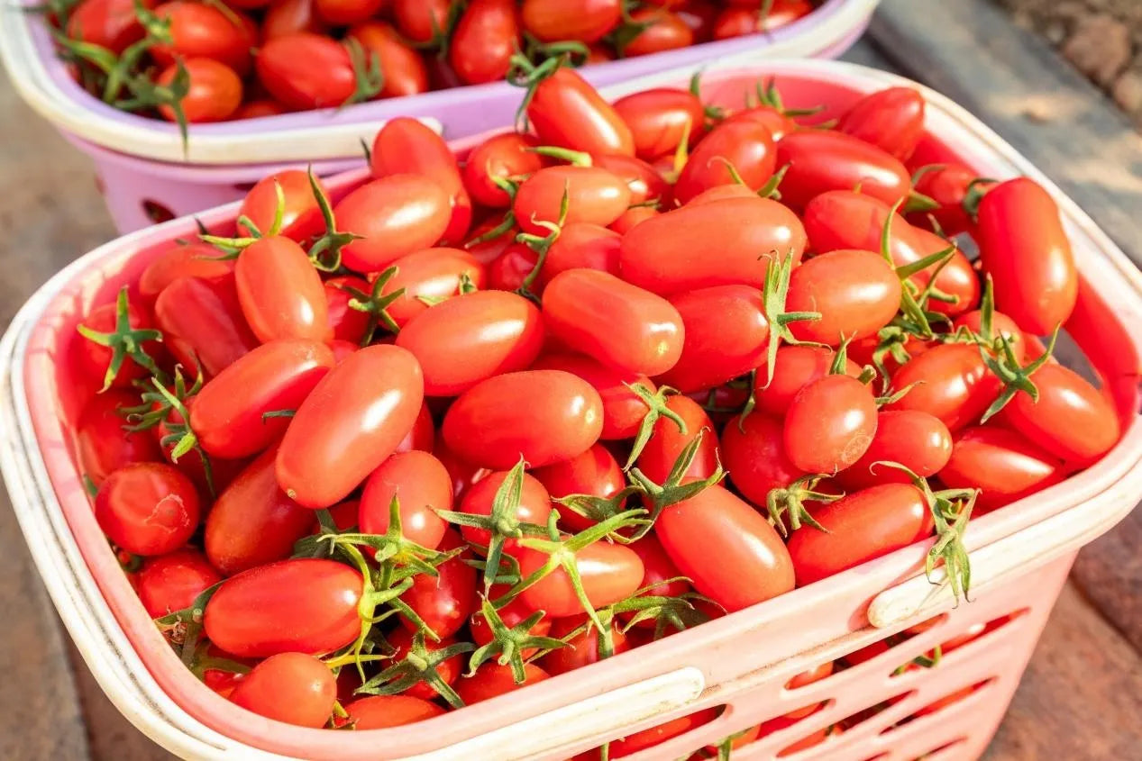 Red Pear Cherry Tomato Vegetable Seeds ( 100 seeds ) - Basic Farm House