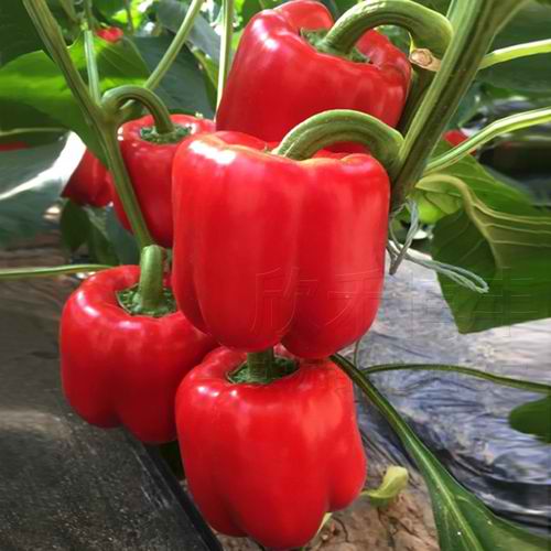 Red Sweet Bell Pepper Vegetable Seeds ( 150 seeds ) - Basic Farm House