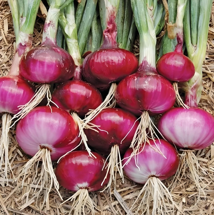 Red Onion Sibuyas Vegetable Seeds (500 seeds) - Basic Farm House