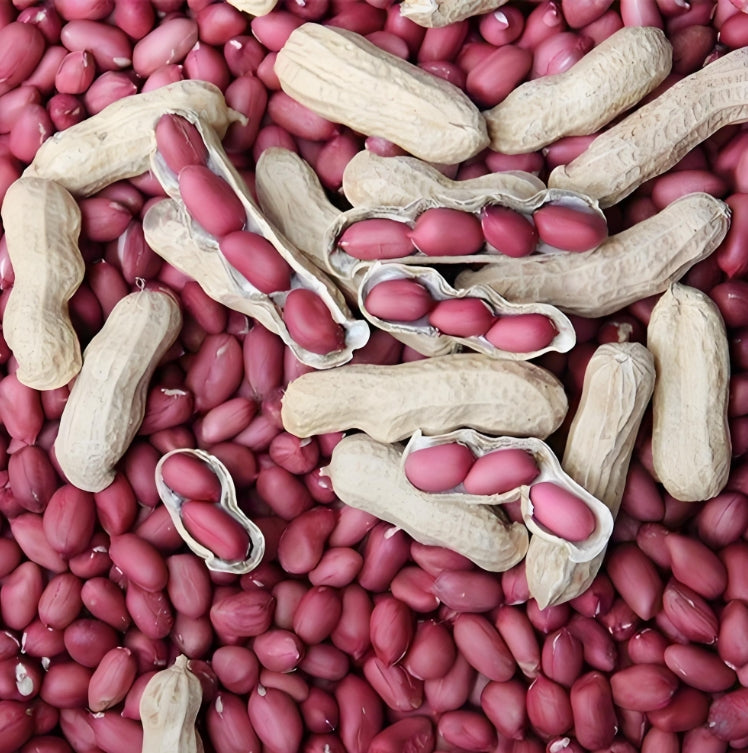 Four Seed Red Peanut Vegetable Seeds (10 seeds) - Basic Farm House