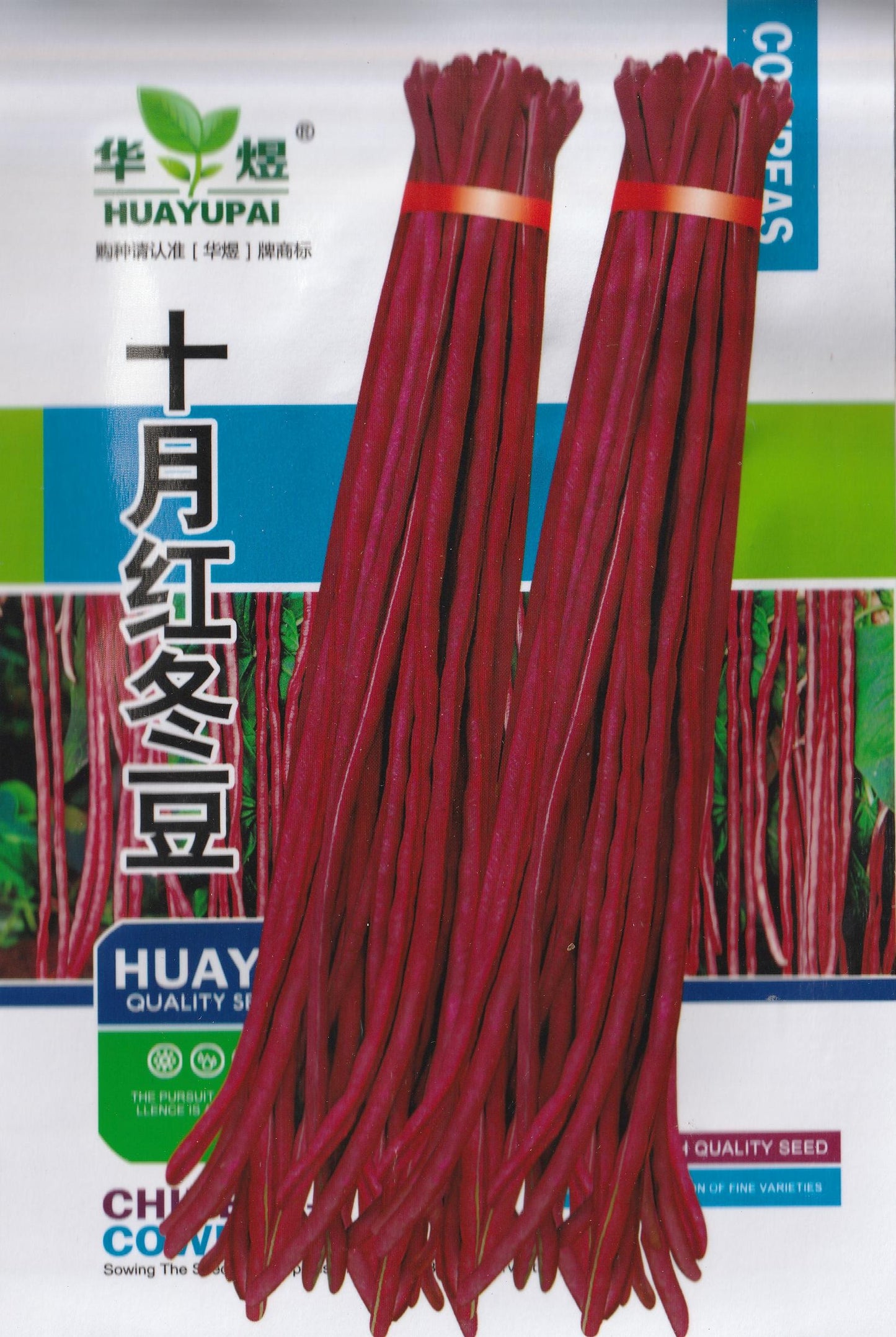 Red Long Beans Sitao Vegetable Seeds (30 seeds) - Basic Farm House