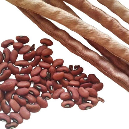 Red Long Beans Sitao Vegetable Seeds (30 seeds) - Basic Farm House