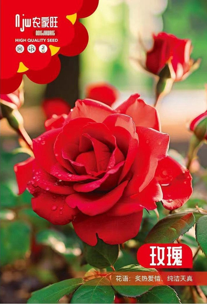 Red Rose Plant Seeds (100 Seeds) – Premium Flower Gardening & Landscaping | Basic Farm House