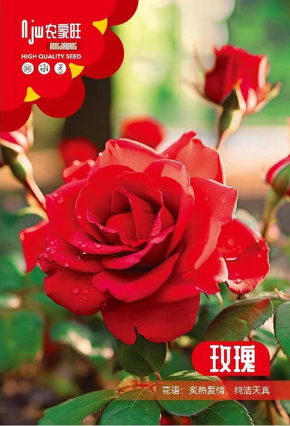 Red Rose Plant Seeds (100 Seeds) – Premium Flower Gardening & Landscaping | Basic Farm House