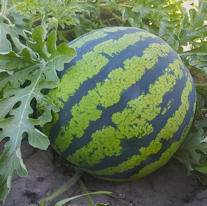 RARE 8424 High Sweet King Watermelon Variety Seeds (30 seeds) - Basic Farm House