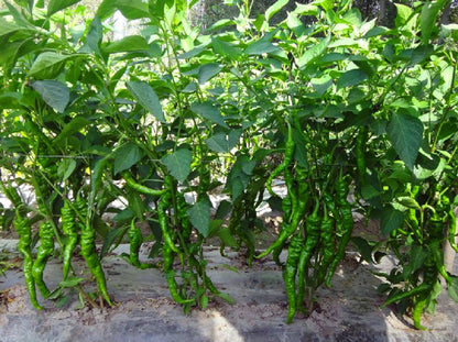Chinese Green Screw Chili Pepper Hot Pepper Paprika Organic Variety Vegetable Seeds (100 seeds) - Basic Farm House
