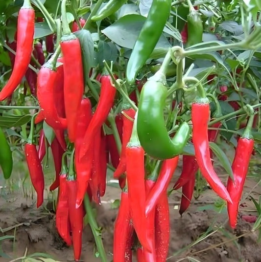 SYK Korean Red Hot Chili Pepper Vegetable Seeds  ( 500 Seeds ) - Basic Farm House