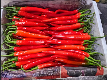 SYK Korean Red Hot Chili Pepper Vegetable Seeds  ( 500 Seeds ) - Basic Farm House