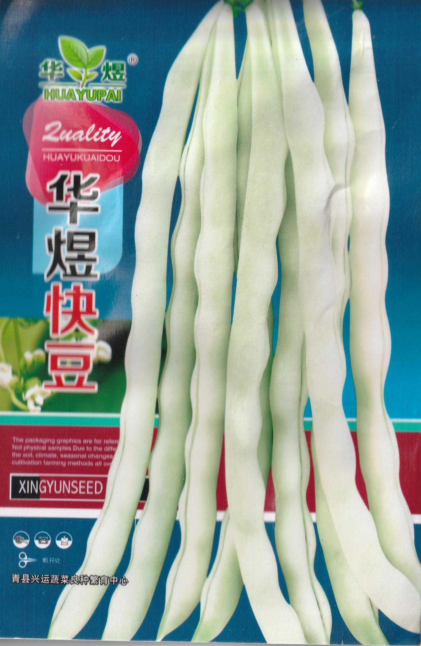 Safflower Green Short Beans Sitao Vegetable Seeds (30 seeds) - Basic Farm House