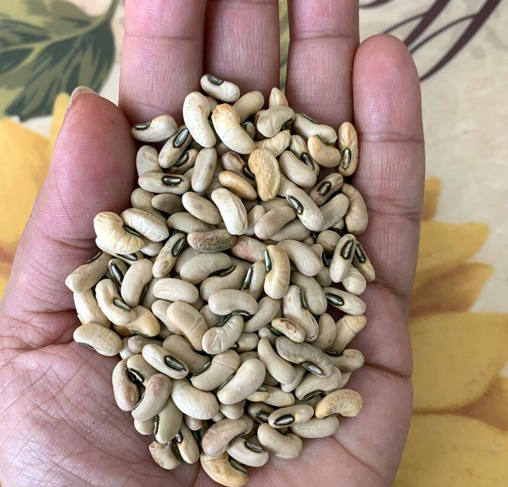 Safflower Green Short Beans Sitao Vegetable Seeds (30 seeds) - Basic Farm House