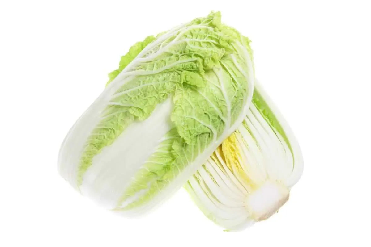 Sun Star Variety Chinese Cabbage / Napa Cabbage / Pechay Baguio Vegetable Seeds (2000 seeds) - Basic Farm House
