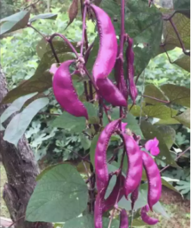 Hyacinth Purple Bataw Bitsuwelas Bean Vegetable Seeds (10 seeds) - Basic Farm House