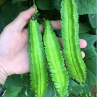 Organic Winged Beans Sigarilyas Vegetable Seeds ( 5 seeds ) - Basic Farm House