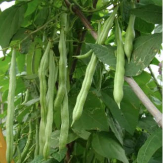 Safflower Green Short Beans Sitao Vegetable Seeds (30 seeds) - Basic Farm House