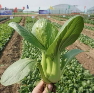 SUPER PREMIUM PACK Bok Choy Vegetable Seeds (4000 seeds) - Basic Farm House
