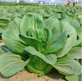SUPER PREMIUM PACK Bok Choy Vegetable Seeds (4000 seeds) - Basic Farm House