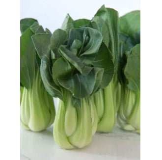 PREMIUM PACK Bok Choy Vegetable Seeds (2500 seeds) - Basic Farm House