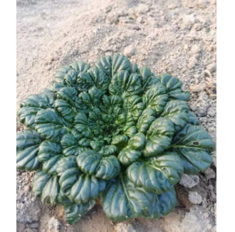 F1 Organic Yellow Green Pak Choi Vegetable Seeds (800 seeds) - Basic Farm House