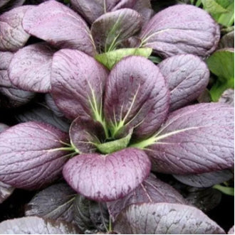 Purple Pechay Pak Choi Bok Choi Vegetable Seeds (800 seeds) - Basic Farm House