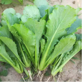 Chinese Ching Chiang Bok Choy Vegetable Seeds (800 seeds) - Basic Farm House