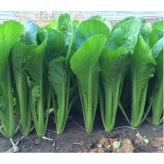 Chinese Ching Chiang Bok Choy Vegetable Seeds (800 seeds) - Basic Farm House