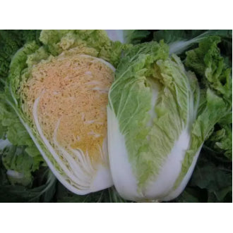 Chinese Korean Cabbage / Napa Cabbage / Pechay Baguio Inner Orange Red Variety Vegetable Seeds (300 seeds) - Basic Farm House