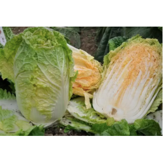 Chinese Korean Cabbage / Napa Cabbage / Pechay Baguio Inner Orange Red Variety Vegetable Seeds (300 seeds) - Basic Farm House