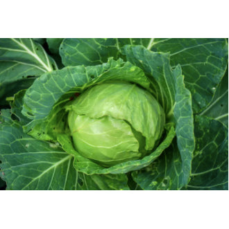 Green Cabbage Repolyo Vegetable Seeds (200 seeds) - Basic Farm House