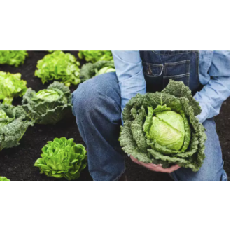 Green Cabbage Repolyo Vegetable Seeds (200 seeds) - Basic Farm House
